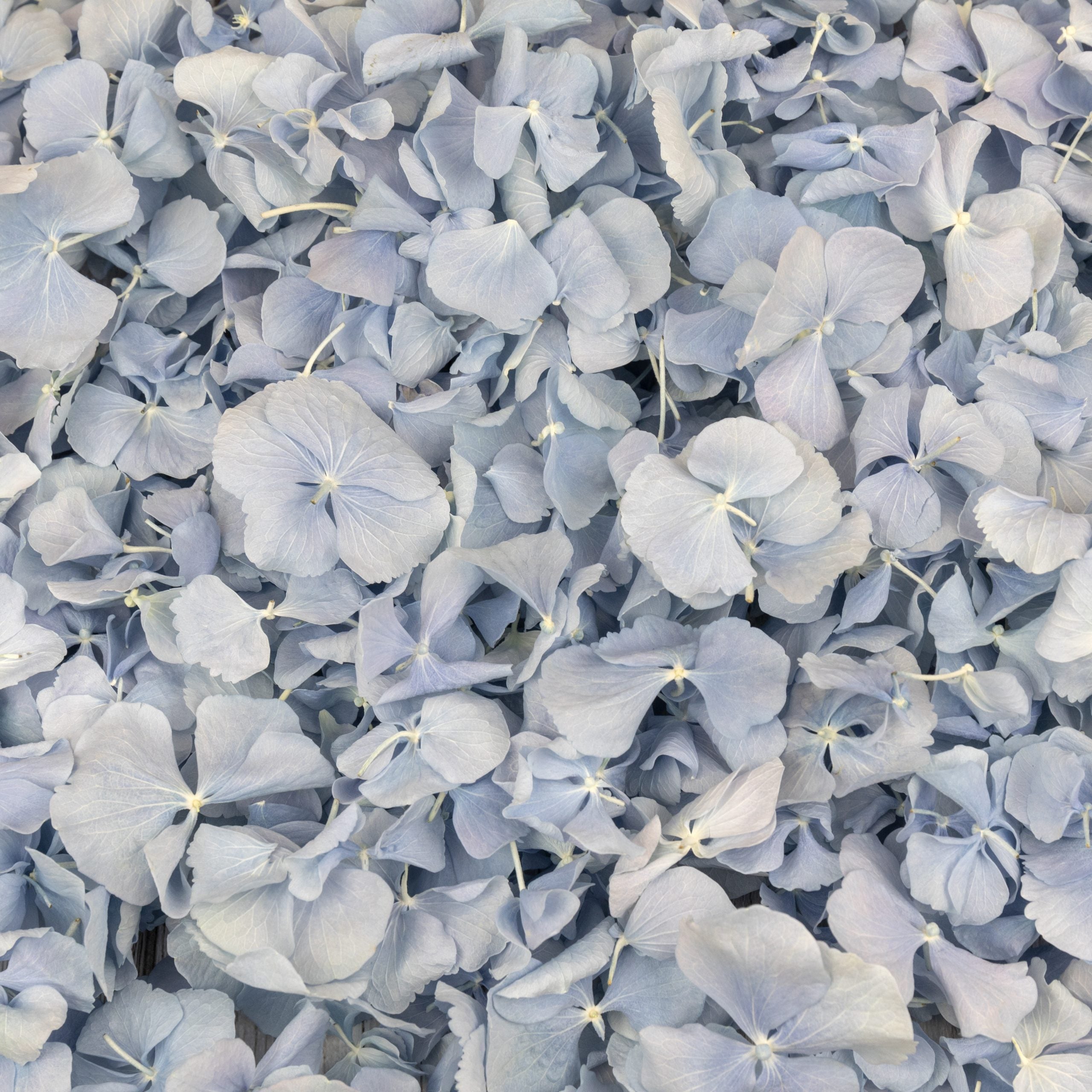 Blue Hydrangea