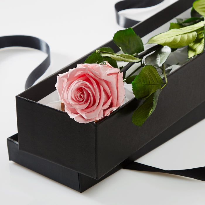 Preserved Pink Rose Stem in black box