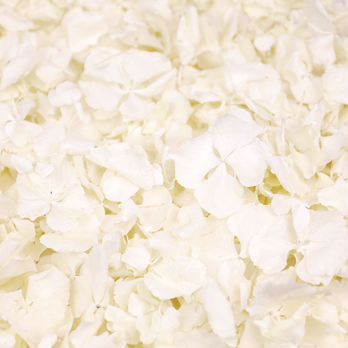 White Hydrangea