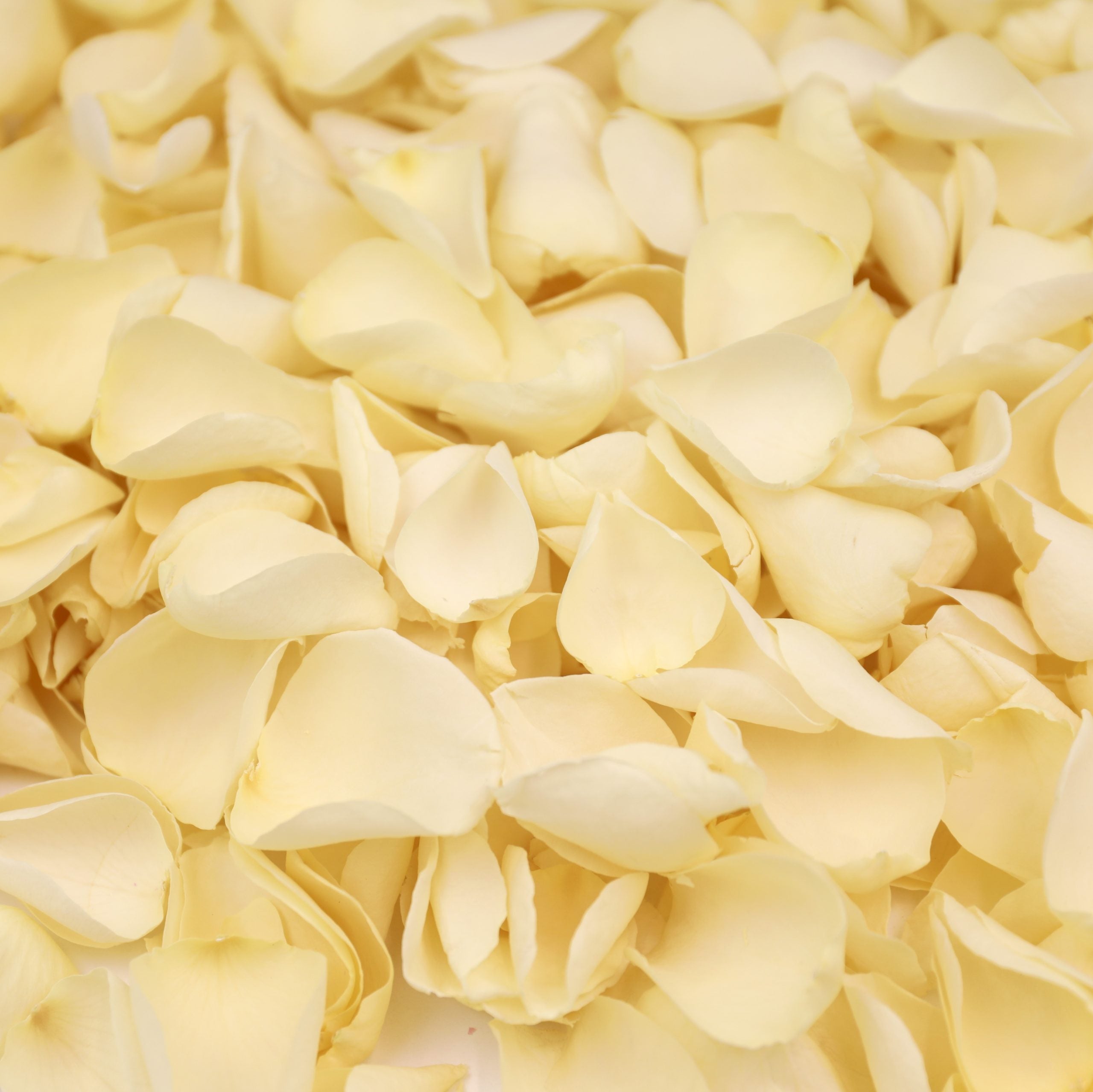 Ivory Rose Petals