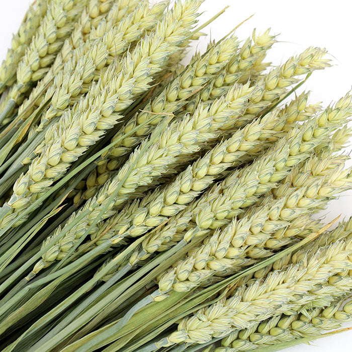 Wheat Bunch - Box of 20